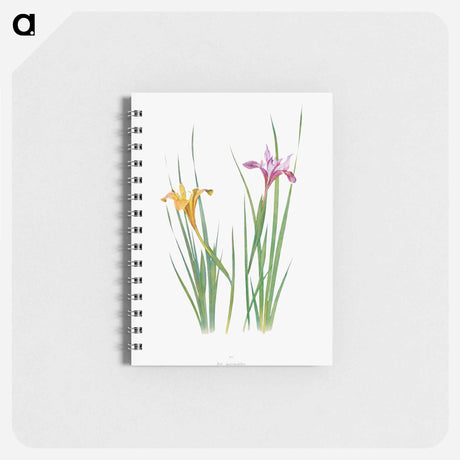 アートメモ帳-Iris Macrosiphon The Genus Iris
 - アヤメ属 Memo.