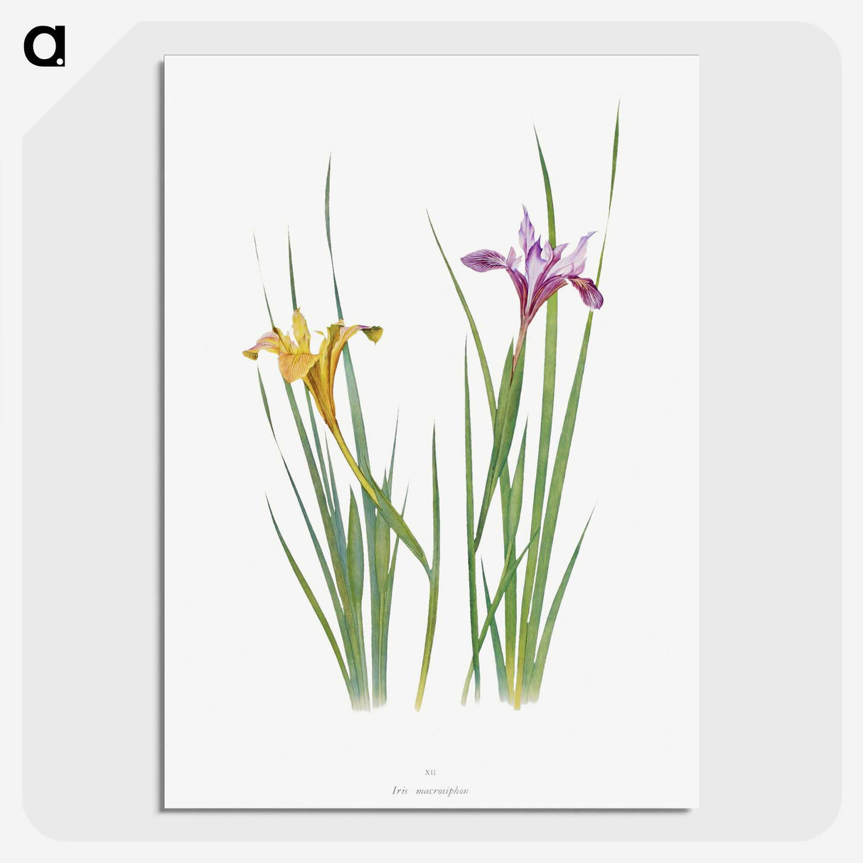 1-8_The-Genus-Iris_picture-crop