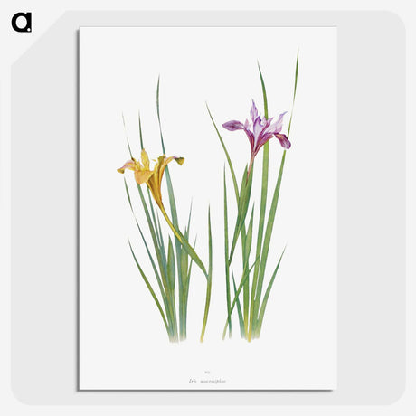 1-8_The-Genus-Iris_picture-crop
