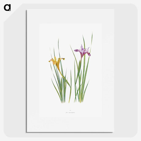 1-8_The-Genus-Iris_picture