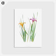 アートポストカード-Iris Macrosiphon The Genus Iris
 - アヤメ属 Postcard.