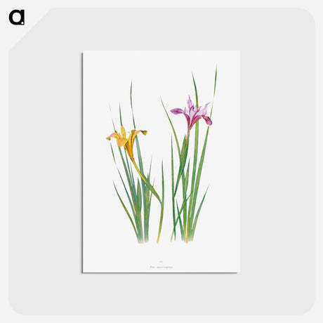 アートポストカード-Iris Macrosiphon The Genus Iris
 - アヤメ属 Postcard.