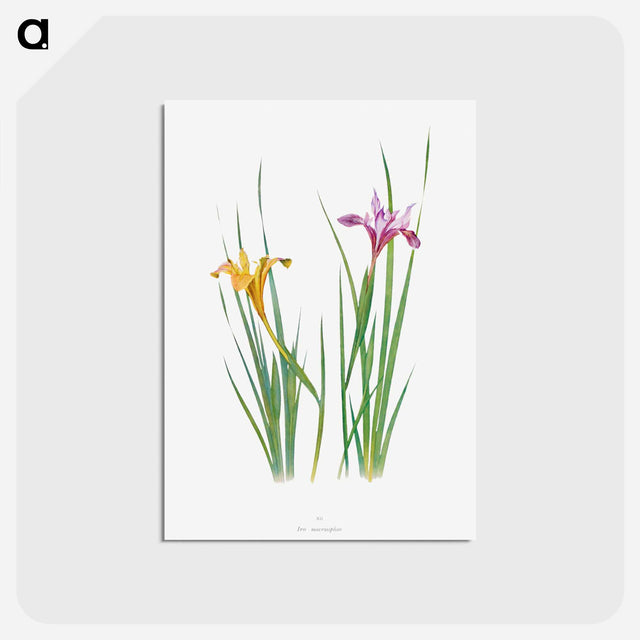 アートポストカード-Iris Macrosiphon The Genus Iris
 - アヤメ属 Postcard.