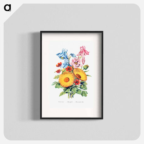 アートポスター-Columbine, Marigold and Pheasant's Eye from The Language of Flowers, or, Floral Emblems of Thoughts, Feelings, and Sentiments
 - 花言葉 Poster.