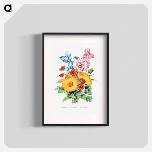 Columbine, Marigold and Pheasant's Eye from The Language of Flowers, or, Floral Emblems of Thoughts, Feelings, and Sentiments
 - Flower Language Poster.