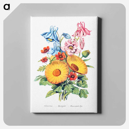 Columbine, Marigold and Pheasant's Eye from The Language of Flowers, or, Floral Emblems of Thoughts, Feelings, and Sentiments
 - The Language of Flowers Canvas.