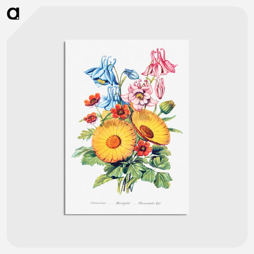 Columbine, Marigold and Pheasant's Eye from The Language of Flowers, or, Floral Emblems of Thoughts, Feelings, and Sentiments
 - Flower Language Postcard.