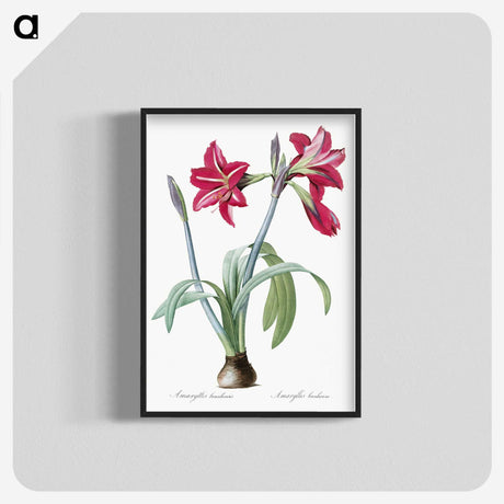 1-8_The-Lilies_blk-crop