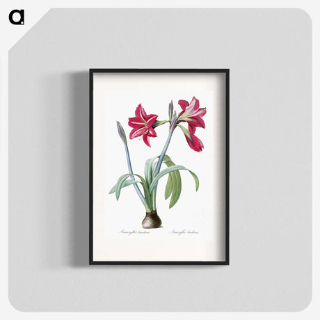 1-8_The-Lilies_blk