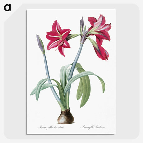 1-8_The-Lilies_picture-crop