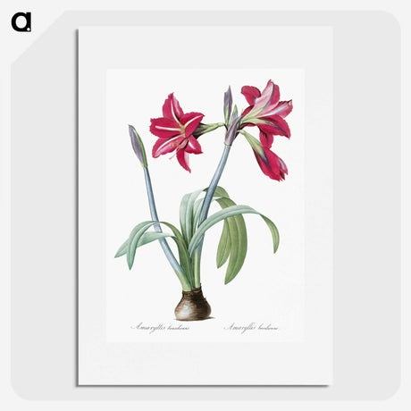 1-8_The-Lilies_picture