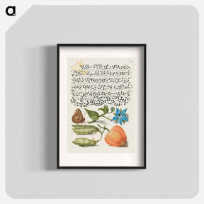 アートポスター-Speckled Wood, Talewort, Garden Pea, and Lantern Plant from Mira Calligraphiae Monumenta
 - 書道のお手本 Poster.