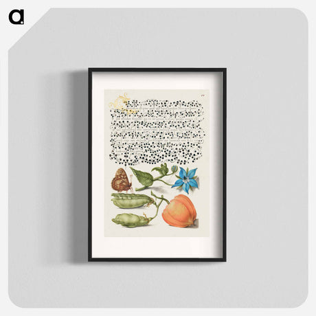 アートポスター-Speckled Wood, Talewort, Garden Pea, and Lantern Plant from Mira Calligraphiae Monumenta
 - 書道のお手本 Poster.