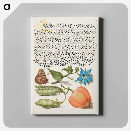 アートパネル-Speckled Wood, Talewort, Garden Pea, and Lantern Plant from Mira Calligraphiae Monumenta
 - 書道のお手本 Canvas.