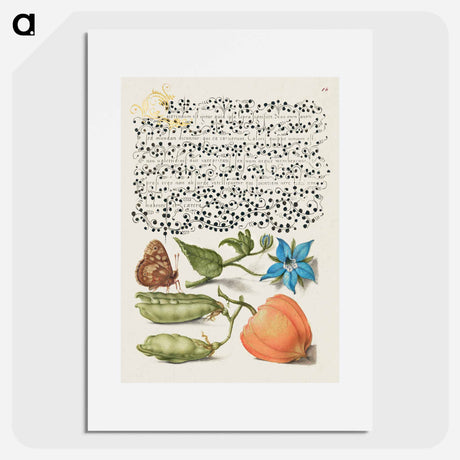 アートポスター-Speckled Wood, Talewort, Garden Pea, and Lantern Plant from Mira Calligraphiae Monumenta
 - 書道のお手本 Poster.
