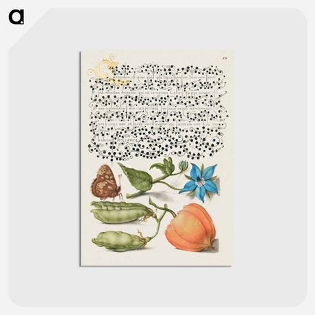 アートポストカード-Speckled Wood, Talewort, Garden Pea, and Lantern Plant from Mira Calligraphiae Monumenta
 - 書道のお手本 Postcard.