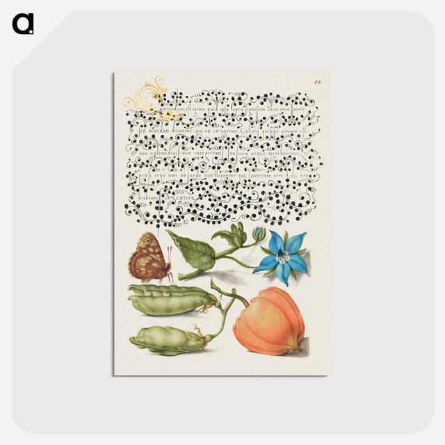 アートポストカード-Speckled Wood, Talewort, Garden Pea, and Lantern Plant from Mira Calligraphiae Monumenta
 - 書道のお手本 Postcard.