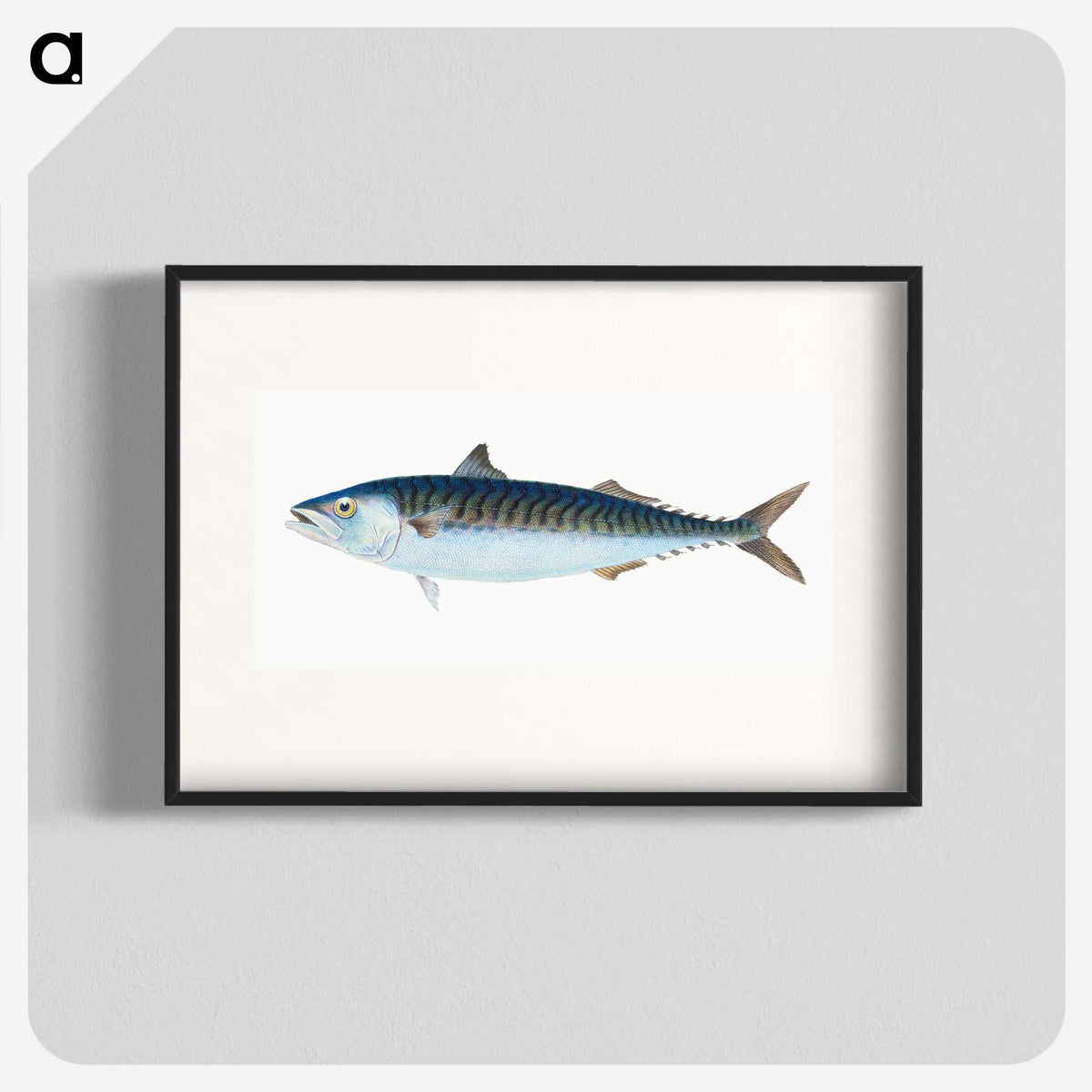 1-8_The-Natural-History-of-British-Fishes_blk