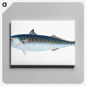 1-8_The-Natural-History-of-British-Fishes_canvas