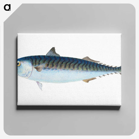 1-8_The-Natural-History-of-British-Fishes_canvas