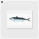 1-8_The-Natural-History-of-British-Fishes_hagaki