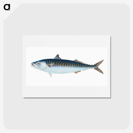 1-8_The-Natural-History-of-British-Fishes_hagaki