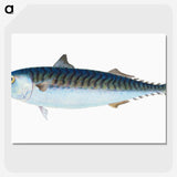 1-8_The-Natural-History-of-British-Fishes_picture-crop