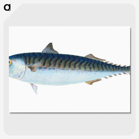 1-8_The-Natural-History-of-British-Fishes_picture-crop