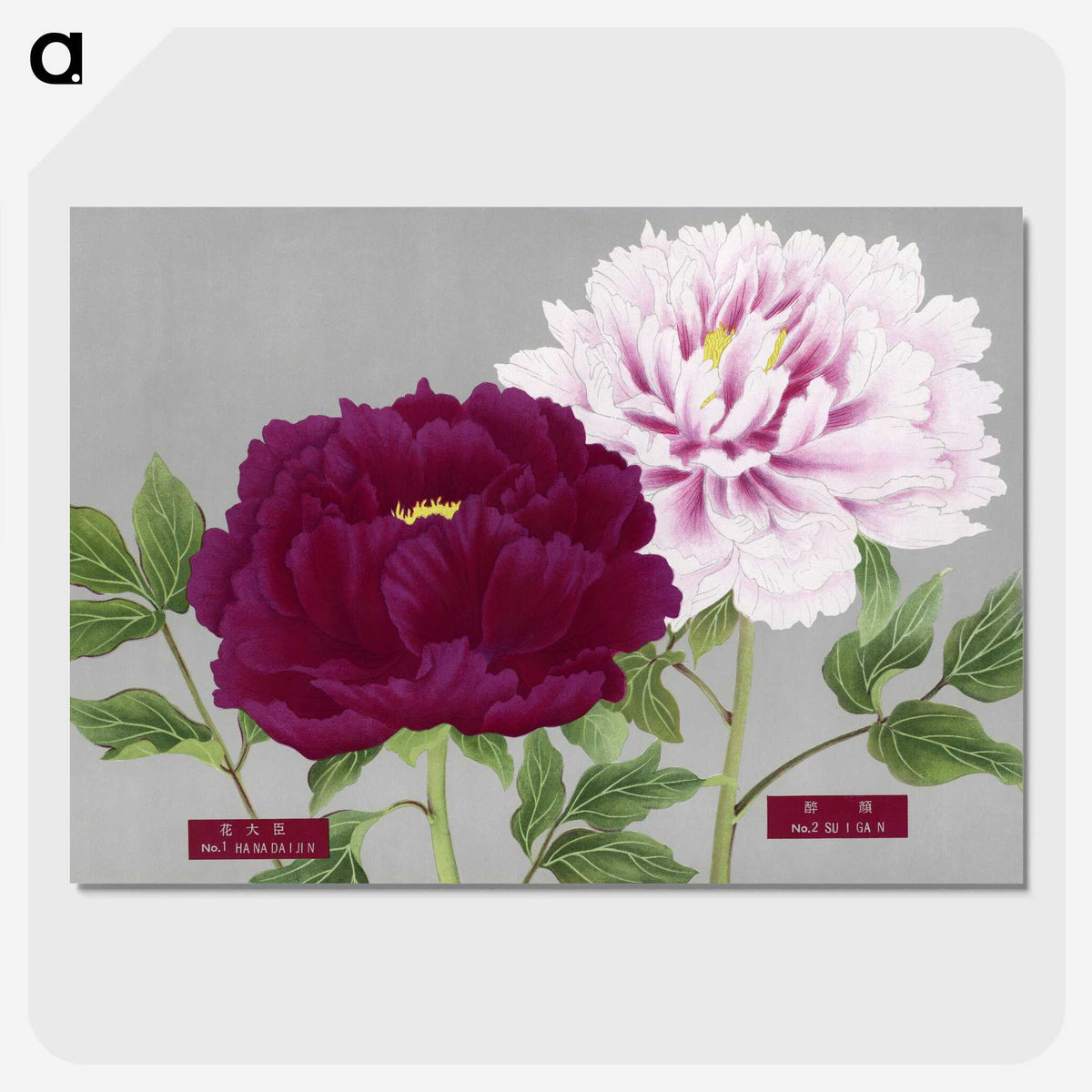 1-8_The-Picture-Book-of-Peonies_picture-crop