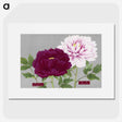1-8_The-Picture-Book-of-Peonies_picture