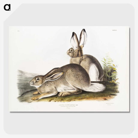 1-8_The-Viviparous-Quadrupeds_picture-crop