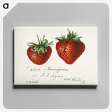 1-8_USDA-Watercolor-Fruit-Painting-Collection_canvas