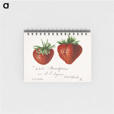 1-8_USDA-Watercolor-Fruit-Painting-Collection_memo