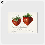 1-8_USDA-Watercolor-Fruit-Painting-Collection_postcard