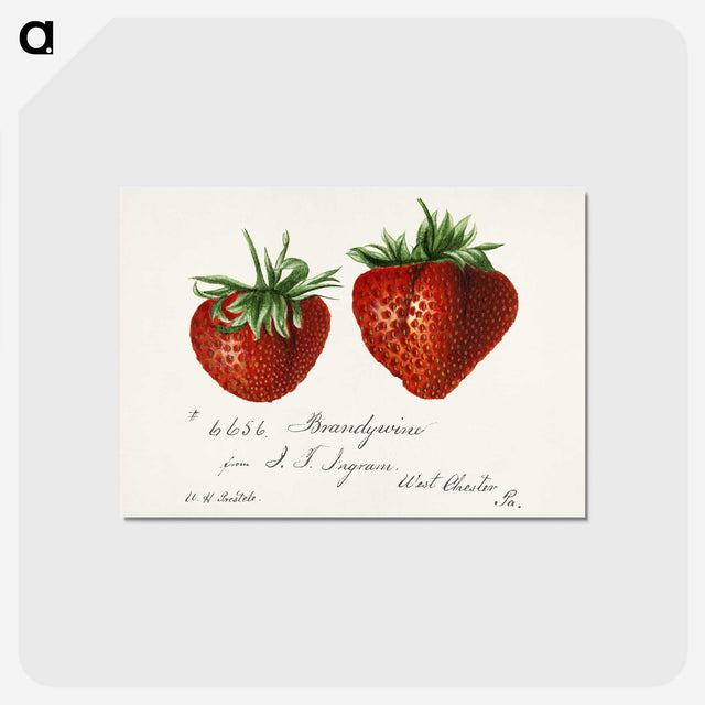 1-8_USDA-Watercolor-Fruit-Painting-Collection_postcard