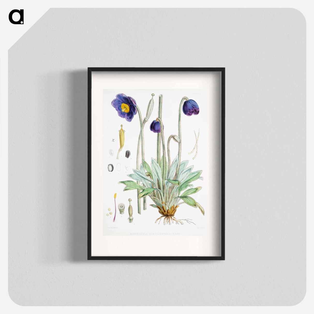 Blue Poppy - ウォルター フッド フィッチ Poster.
