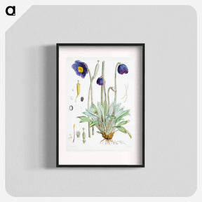 アートポスター-Blue Poppy - ウォルター フッド フィッチ Poster.