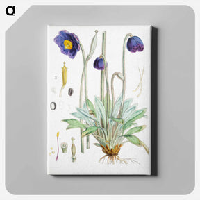 アートパネル-Blue Poppy - ウォルター フッド フィッチ Canvas.