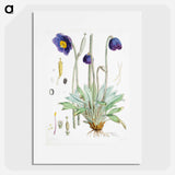 Blue Poppy - ウォルター フッド フィッチ Poster.