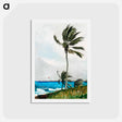 アートポストカード-Palm Tree, Nassau - ウィンスロー ホーマー Postcard.