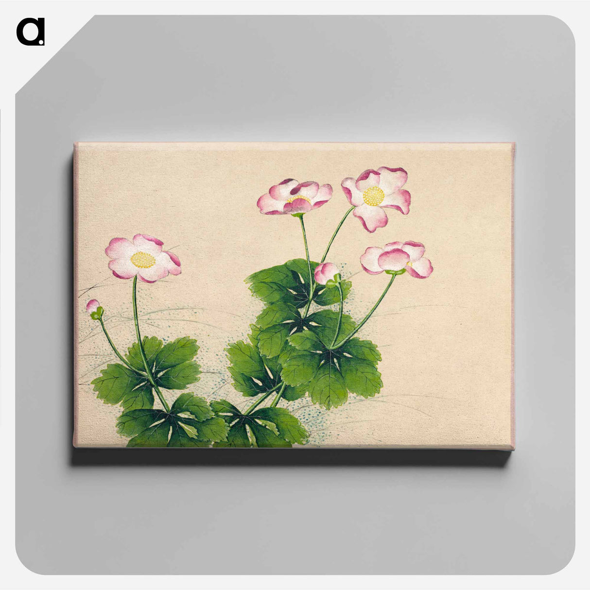 Mallow flowers - 張若愛 Canvas.