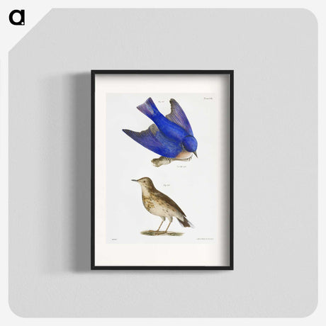 1-8_Zoology-of-New-York_blk