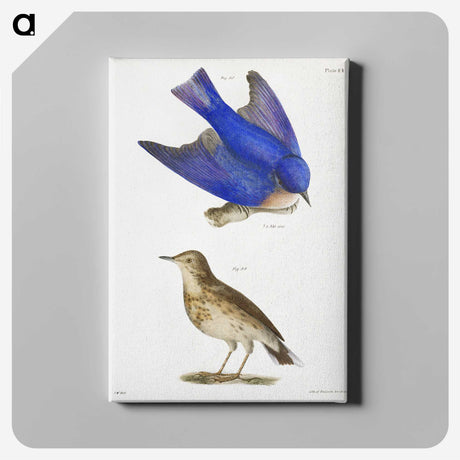 1-8_Zoology-of-New-York_canvas