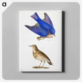 アートパネル-The Bluebird - ニューヨークの動物学 Canvas.