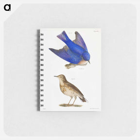 アートメモ帳-The Bluebird - ニューヨークの動物学 Memo.