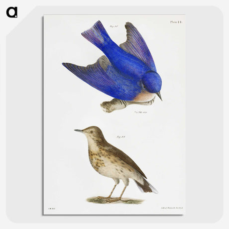 1-8_Zoology-of-New-York_picture-crop