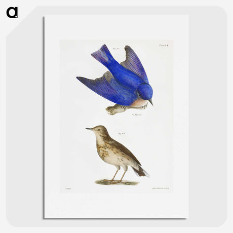 1-8_Zoology-of-New-York_picture