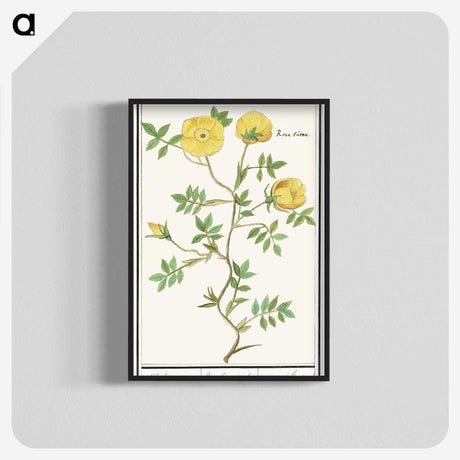 1-90_Anselmus-Boetius-de-Boodt_blk-crop