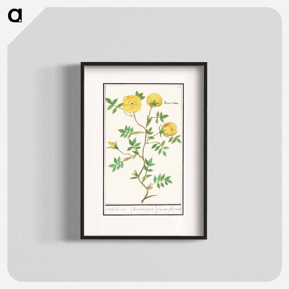Rose, Rosa - アンセルムス ボエティウス デ ブート Poster.