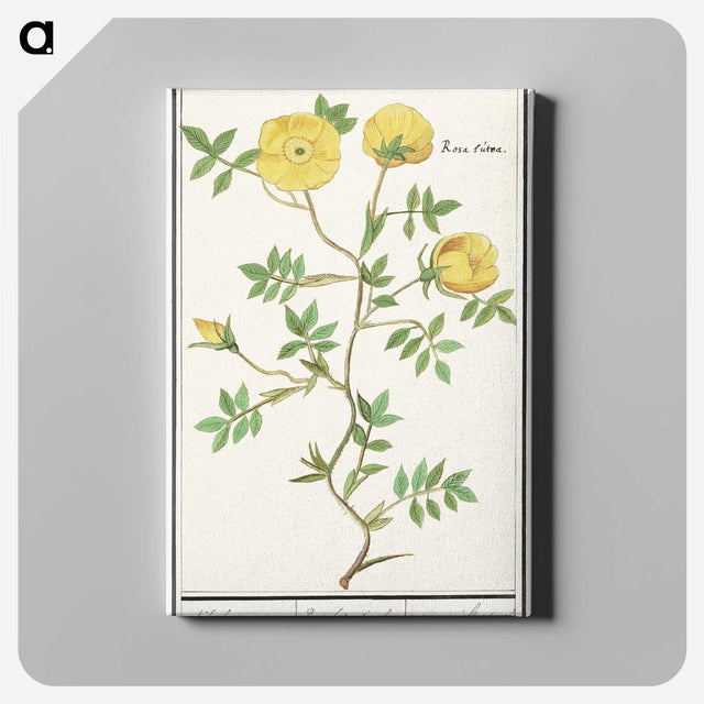 1-90_Anselmus-Boetius-de-Boodt_canvas